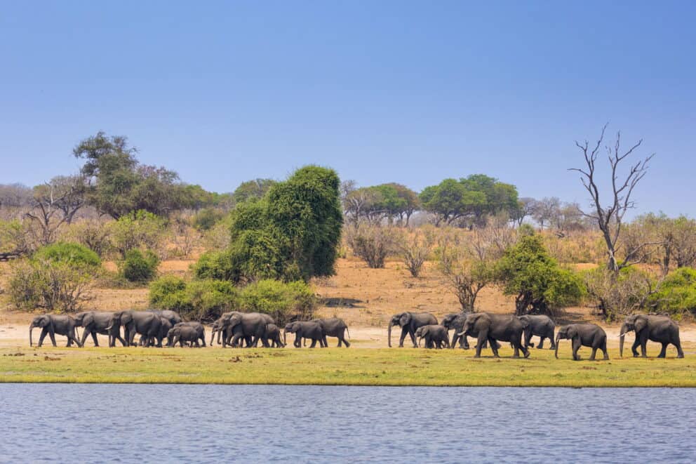 Herd of elephants roaming along the Chobe River bank at Ngoma Safari Lodge.