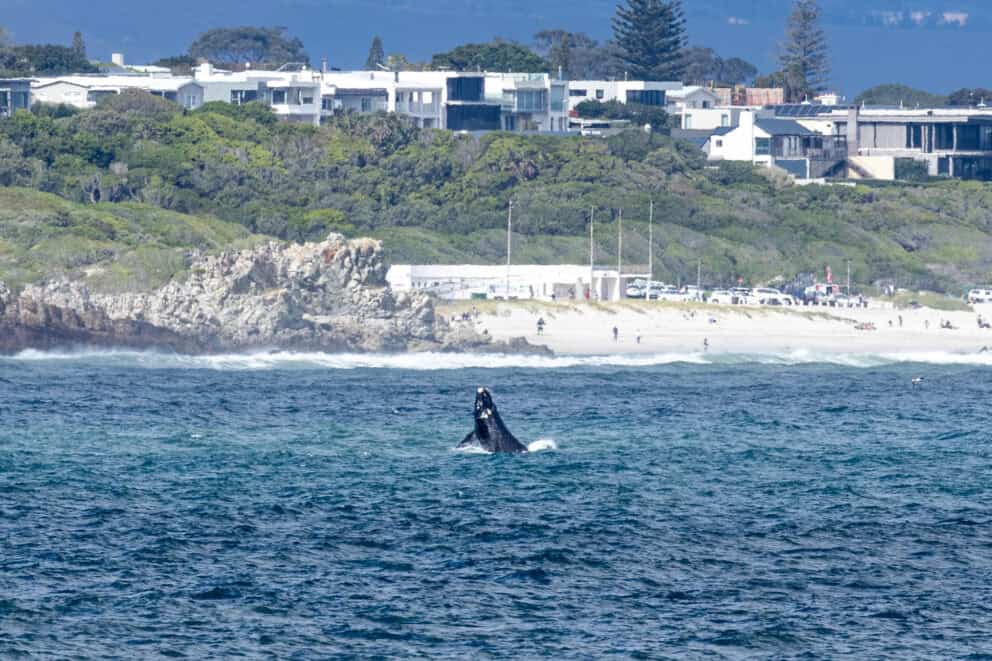 Jumping Southern right whale near Hermanus, South Africa.
